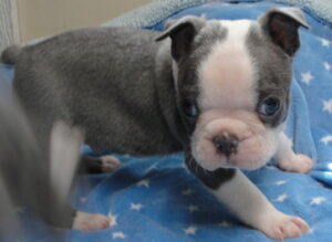 wyatt blue