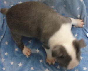 wyatt top view