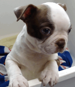 brady side face