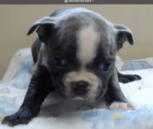 fidgit face