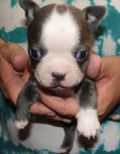 spanky face