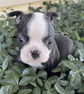 jack in grass