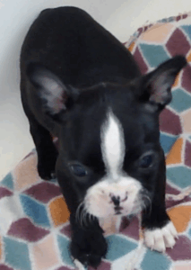 ryder close up