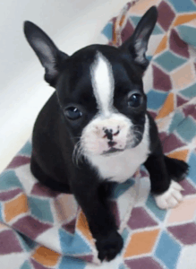 ryder face