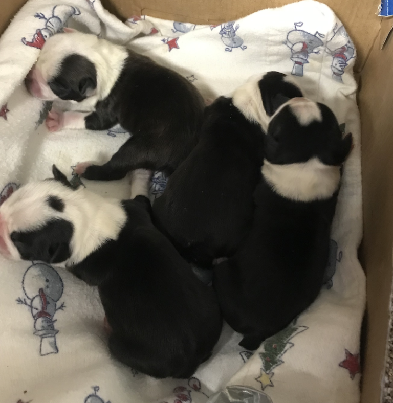 boston terrier litter