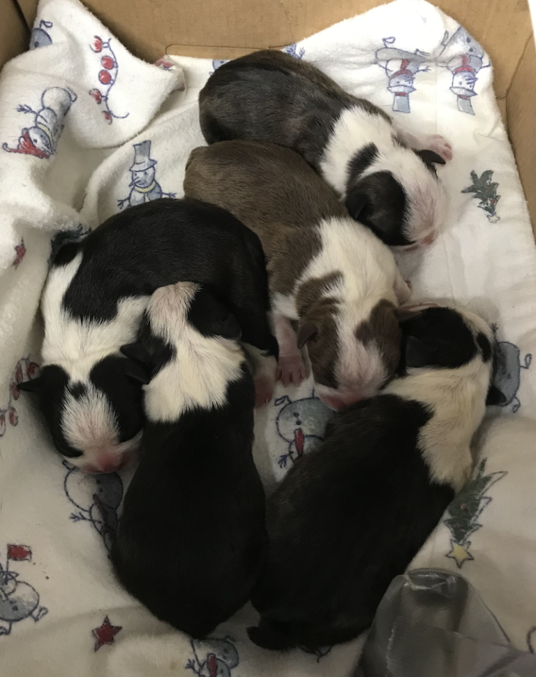 boston terrier litter 2